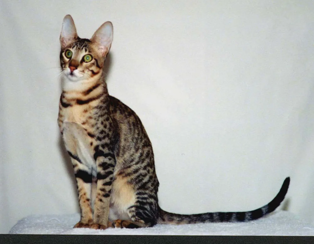 Serengeti — feline cost calculator breed profile