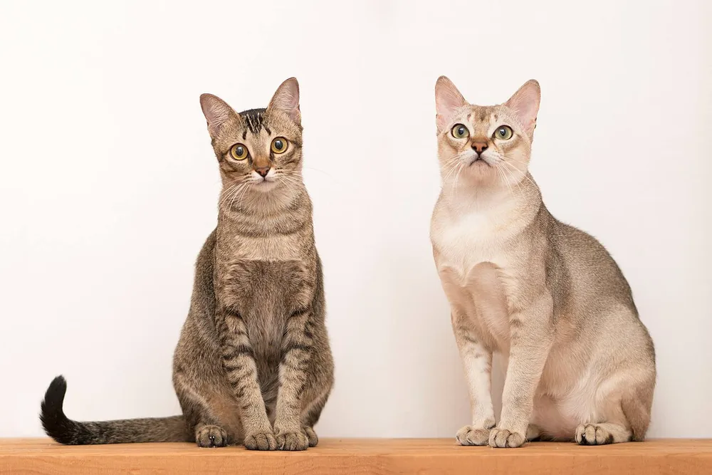 Singapura — feline cost calculator breed profile