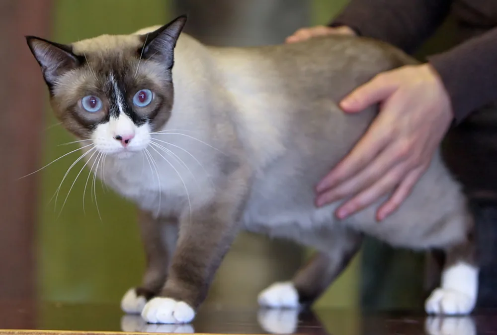 Snowshoe — feline cost calculator breed profile