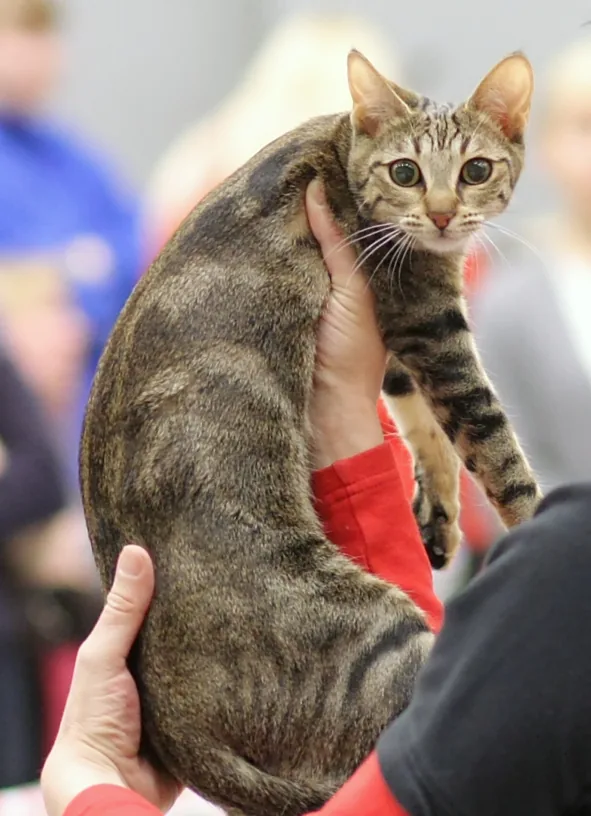 Sokoke — feline cost calculator breed profile