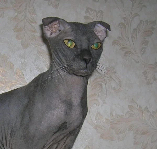 Ukrainian Levkoy — feline cost calculator breed profile