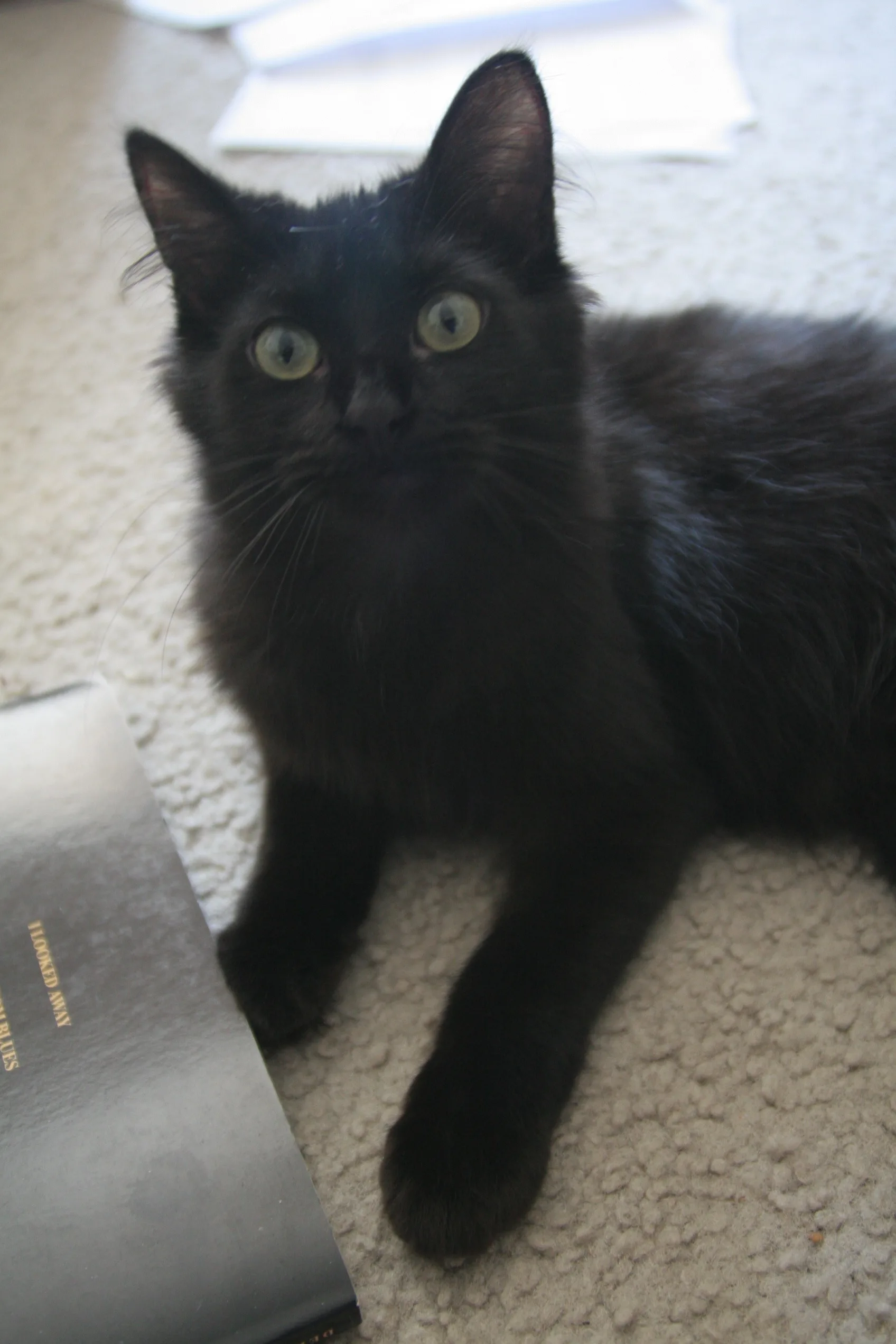 York Chocolate — feline cost calculator breed profile