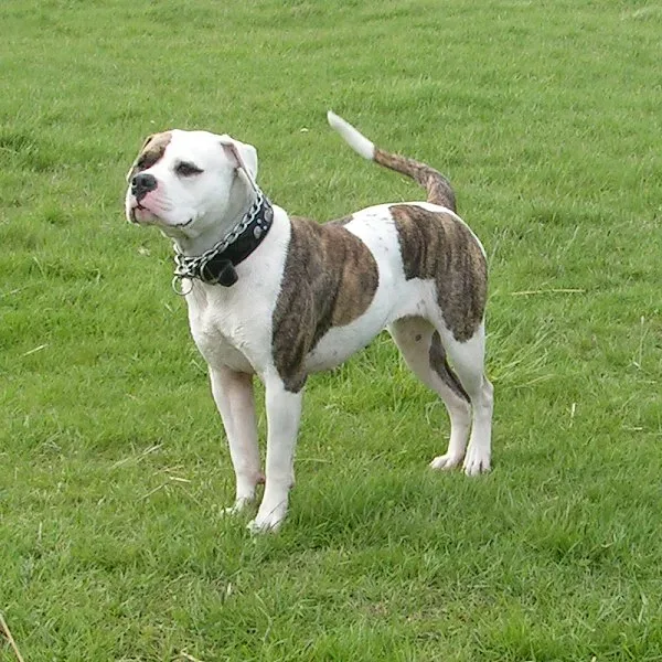 American Bulldog — canine cost calculator breed profile