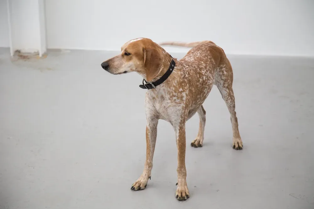 American English Coonhound — canine cost calculator breed profile