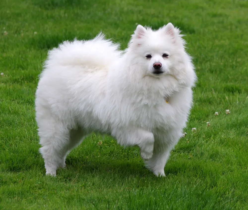 American Eskimo Dog — canine cost calculator breed profile