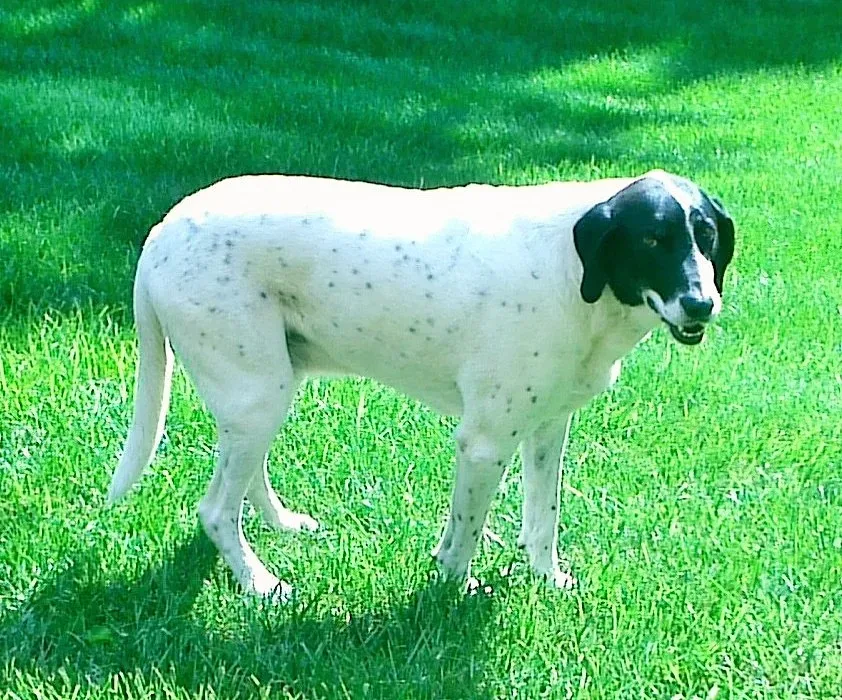 American Foxhound — canine cost calculator breed profile