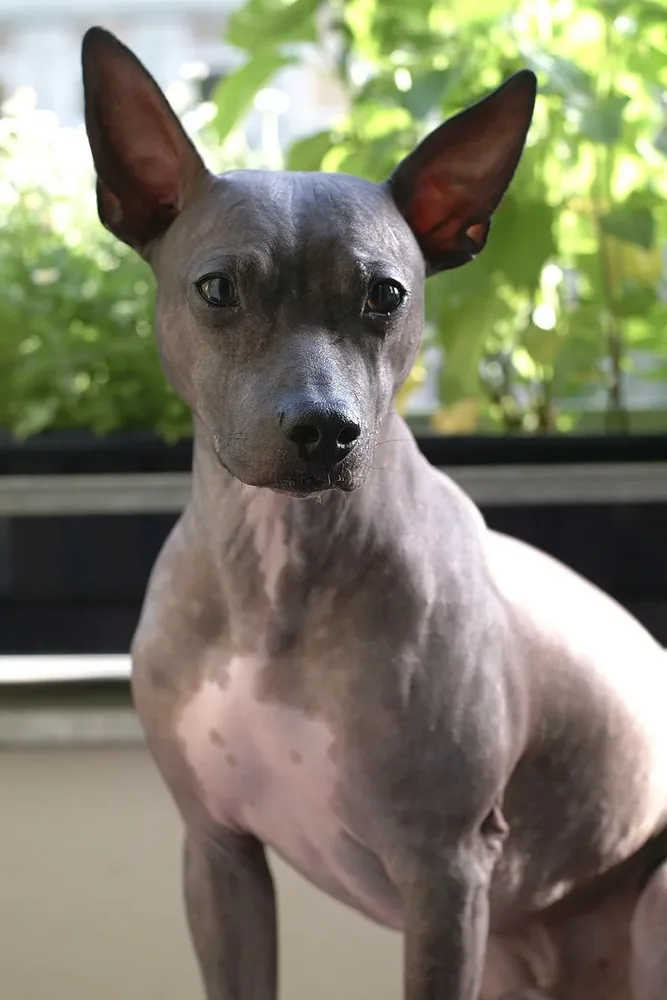 American Hairless Terrier — canine cost calculator breed profile