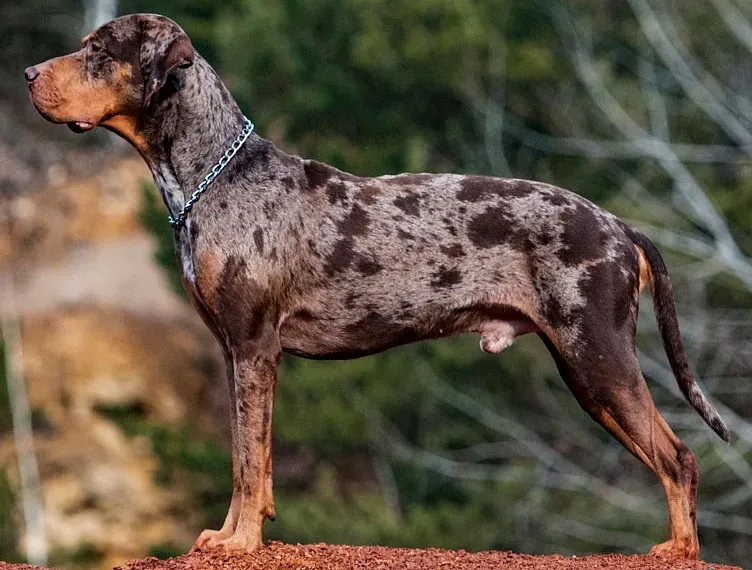 American Leopard Hound — canine cost calculator breed profile