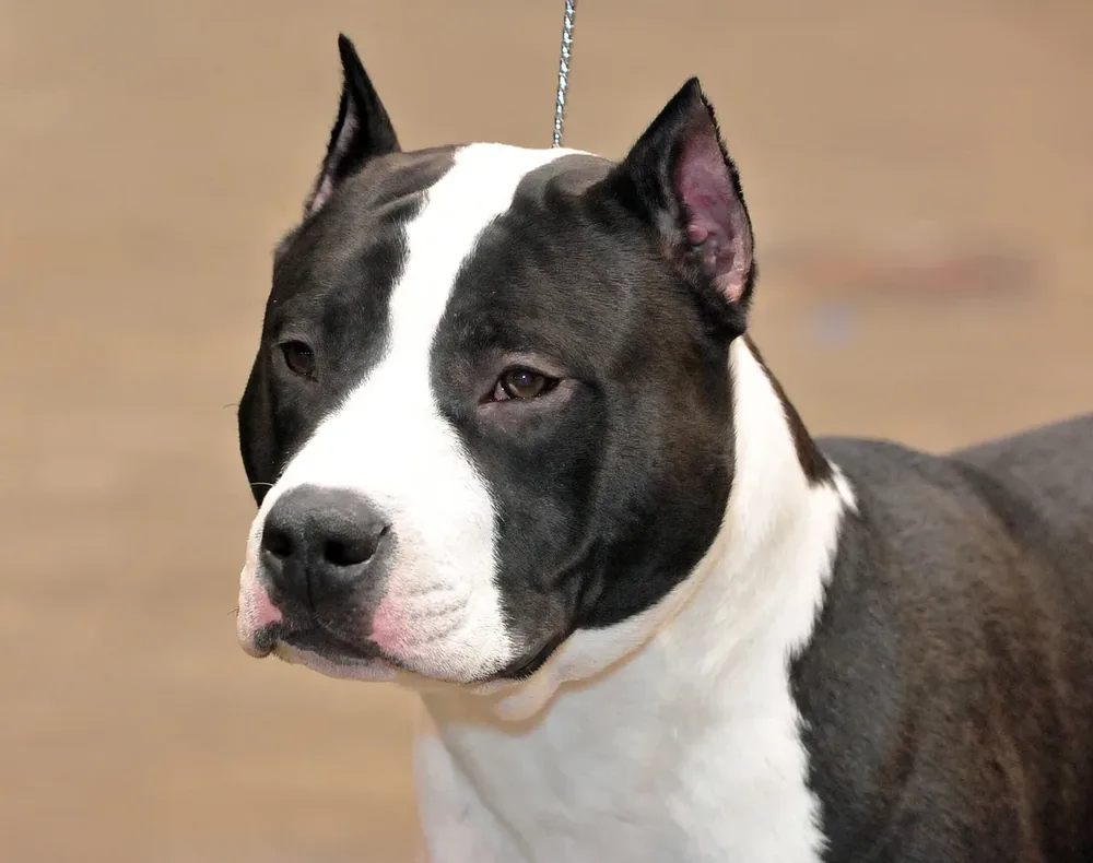 American Staffordshire Terrier — canine cost calculator breed profile