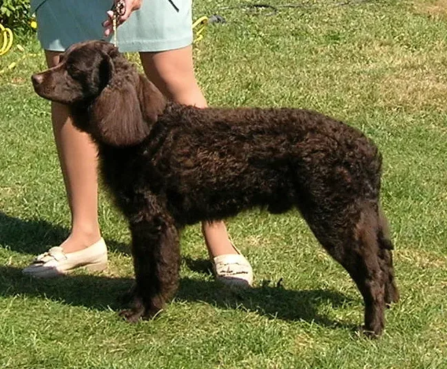American Water Spaniel — canine cost calculator breed profile