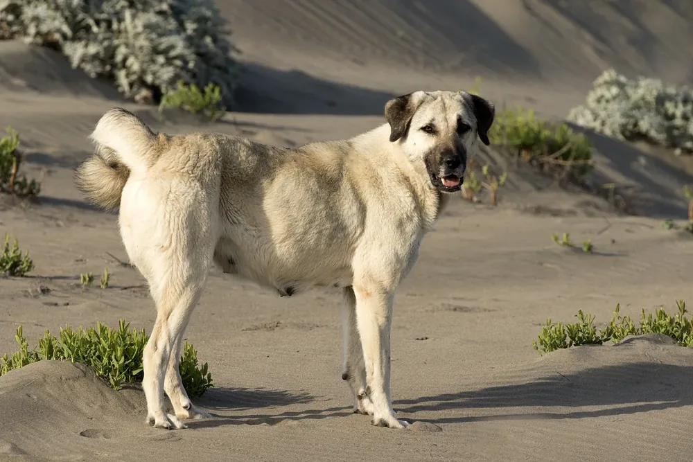 Anatolian Shepherd Dog — canine cost calculator breed profile