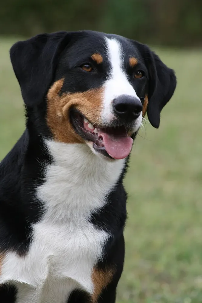 Appenzeller Sennenhund — canine cost calculator breed profile