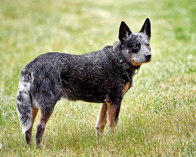 Australian Cattle Dog — canine cost calculator breed profile