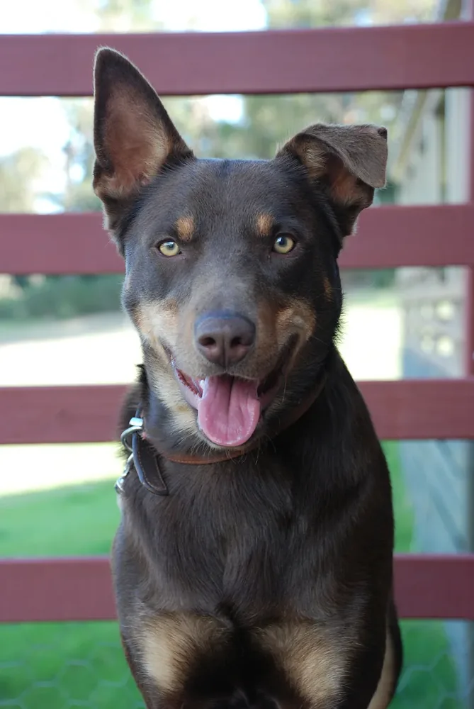 Australian Kelpie — canine cost calculator breed profile
