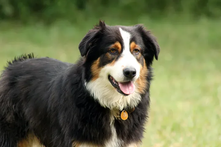Australian Shepherd — canine cost calculator breed profile