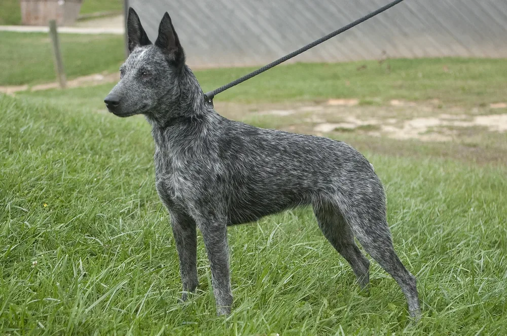 Australian Stumpy Tail Cattle Dog — canine cost calculator breed profile