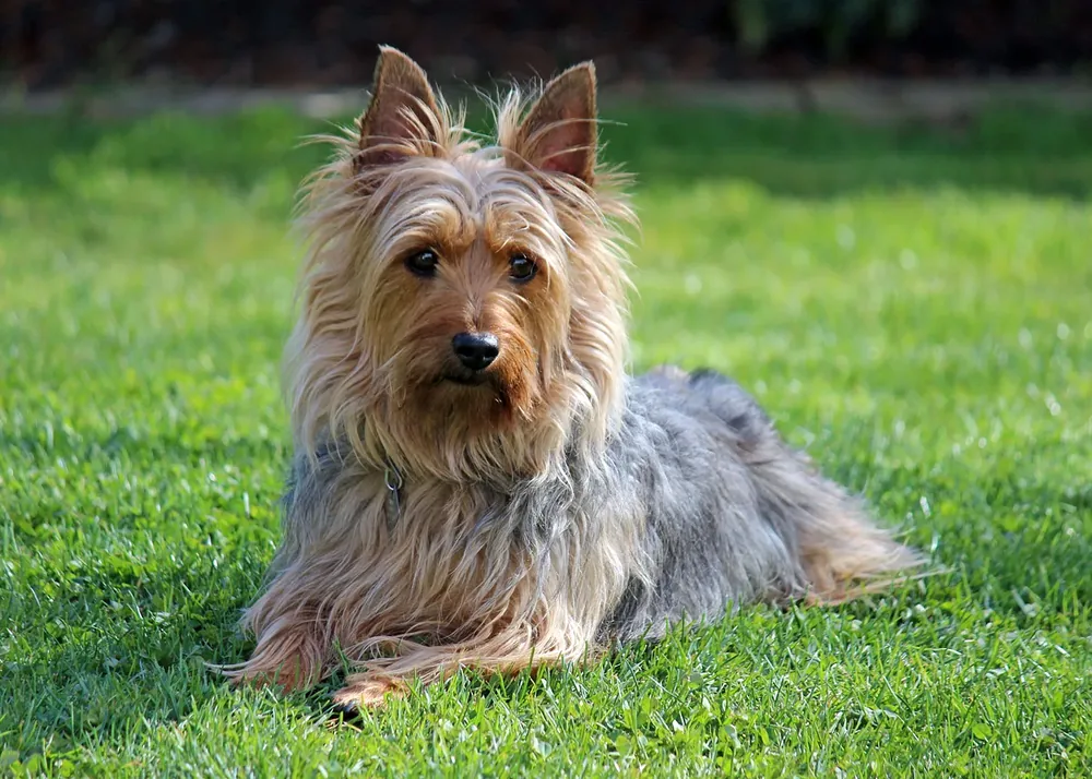 Australian Terrier — canine cost calculator breed profile