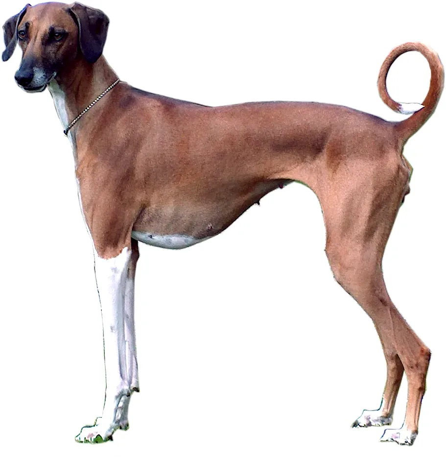 Azawakh — canine cost calculator breed profile