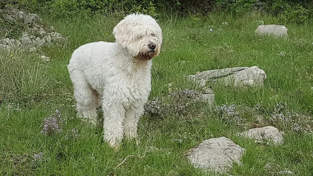 Barbado da Terceira — canine cost calculator breed profile