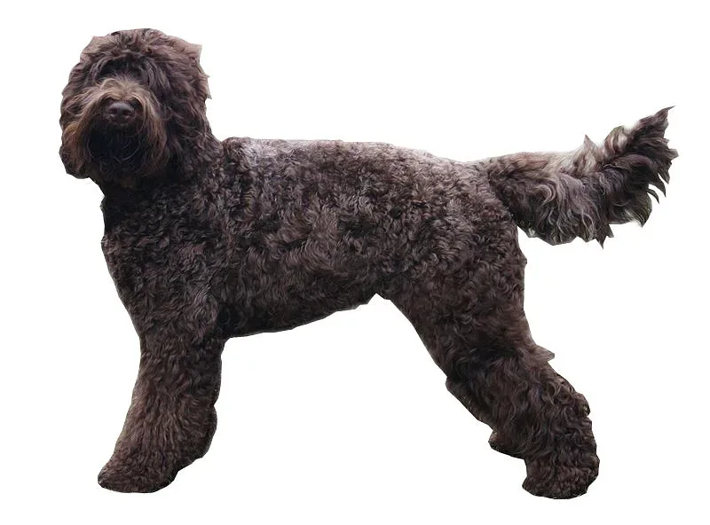 Barbet — canine cost calculator breed profile