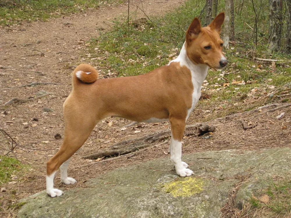 Basenji — canine cost calculator breed profile