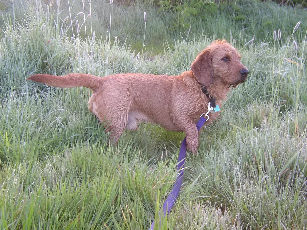 Basset Fauve de Bretagne — canine cost calculator breed profile