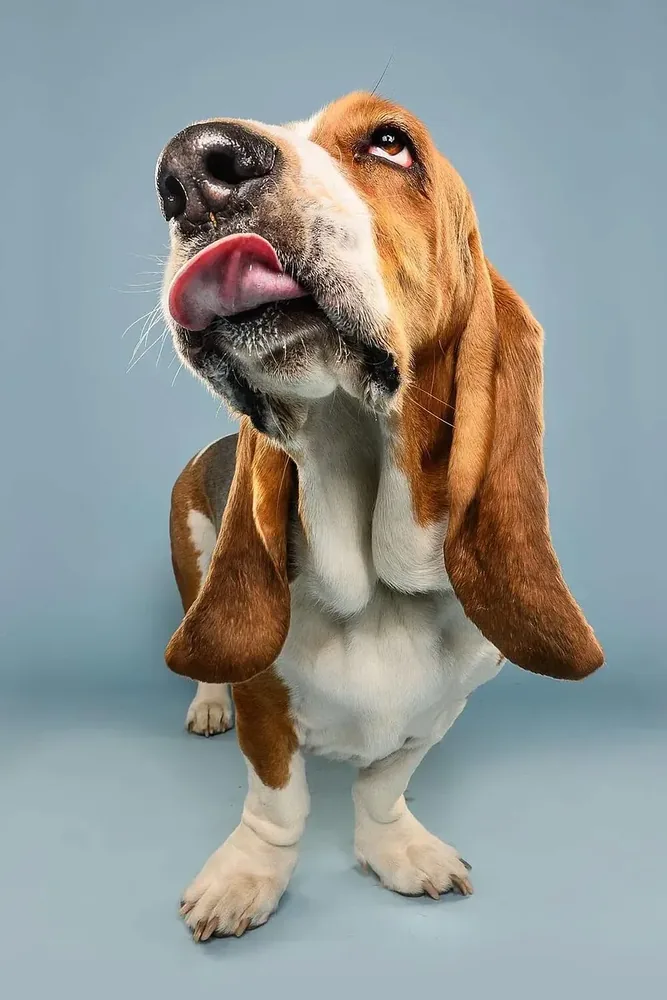 Basset Hound — canine cost calculator breed profile