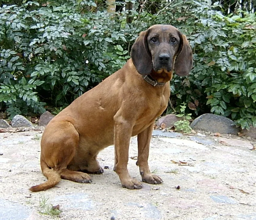 Bavarian Mountain Scent Hound — canine cost calculator breed profile
