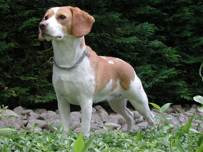 Beagle — canine cost calculator breed profile