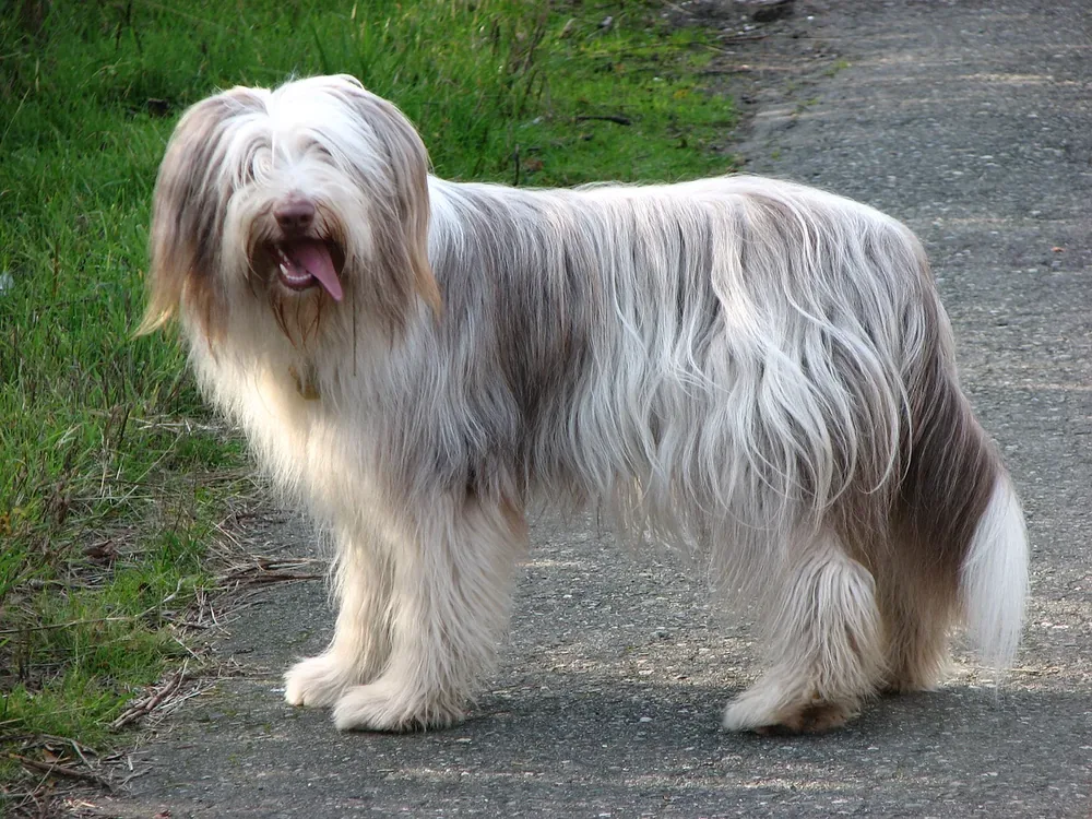 Bearded Collie — canine cost calculator breed profile
