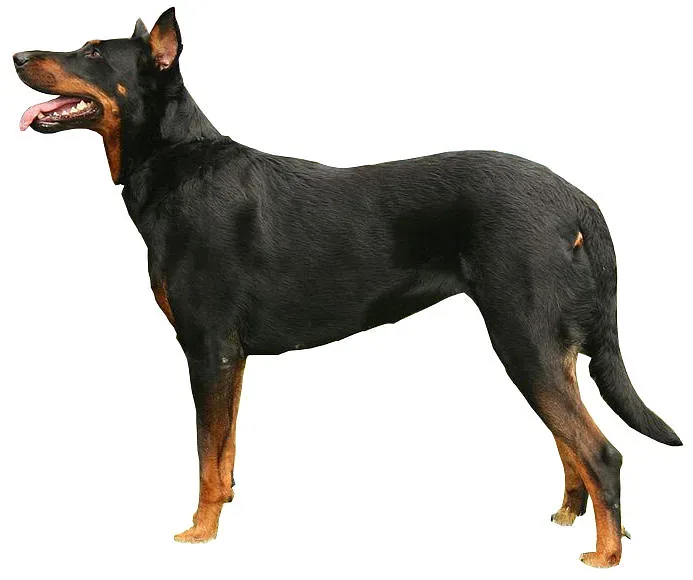 Beauceron — canine cost calculator breed profile