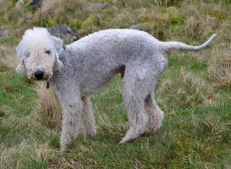 Bedlington Terrier — canine cost calculator breed profile