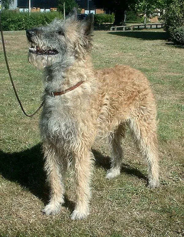 Belgian Laekenois — canine cost calculator breed profile