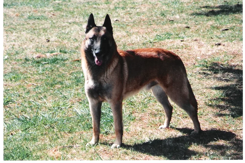 Belgian Malinois — canine cost calculator breed profile