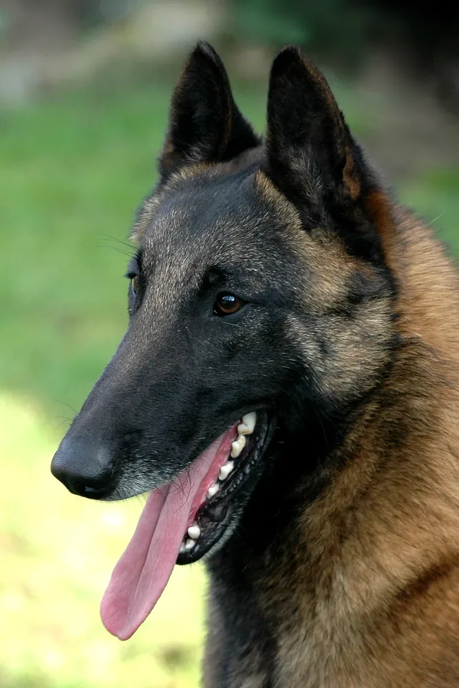 Belgian Sheepdog — canine cost calculator breed profile