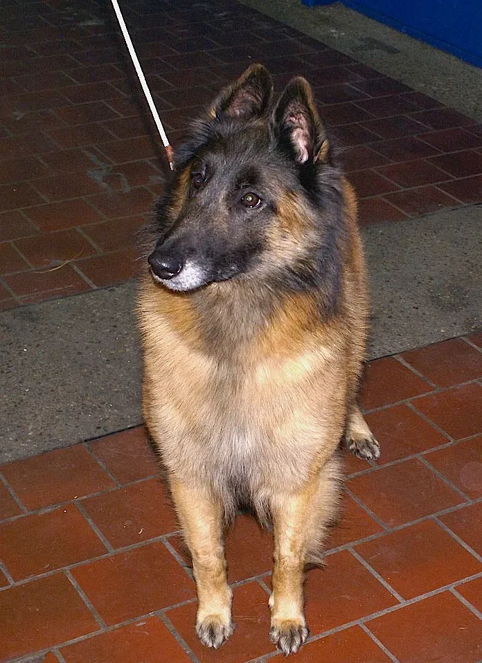 Belgian Tervuren — canine cost calculator breed profile