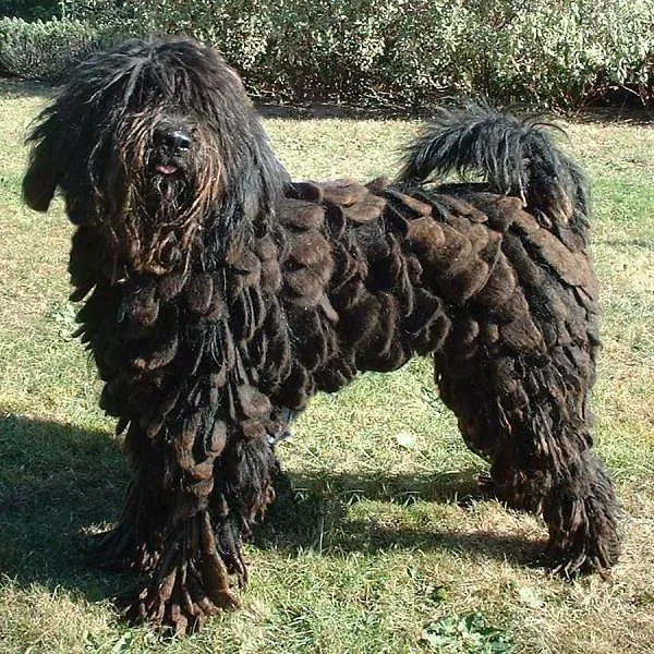 Bergamasco Sheepdog — canine cost calculator breed profile
