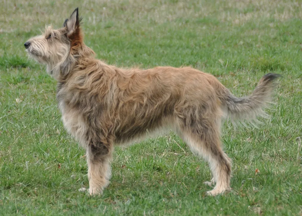 Berger Picard — canine cost calculator breed profile