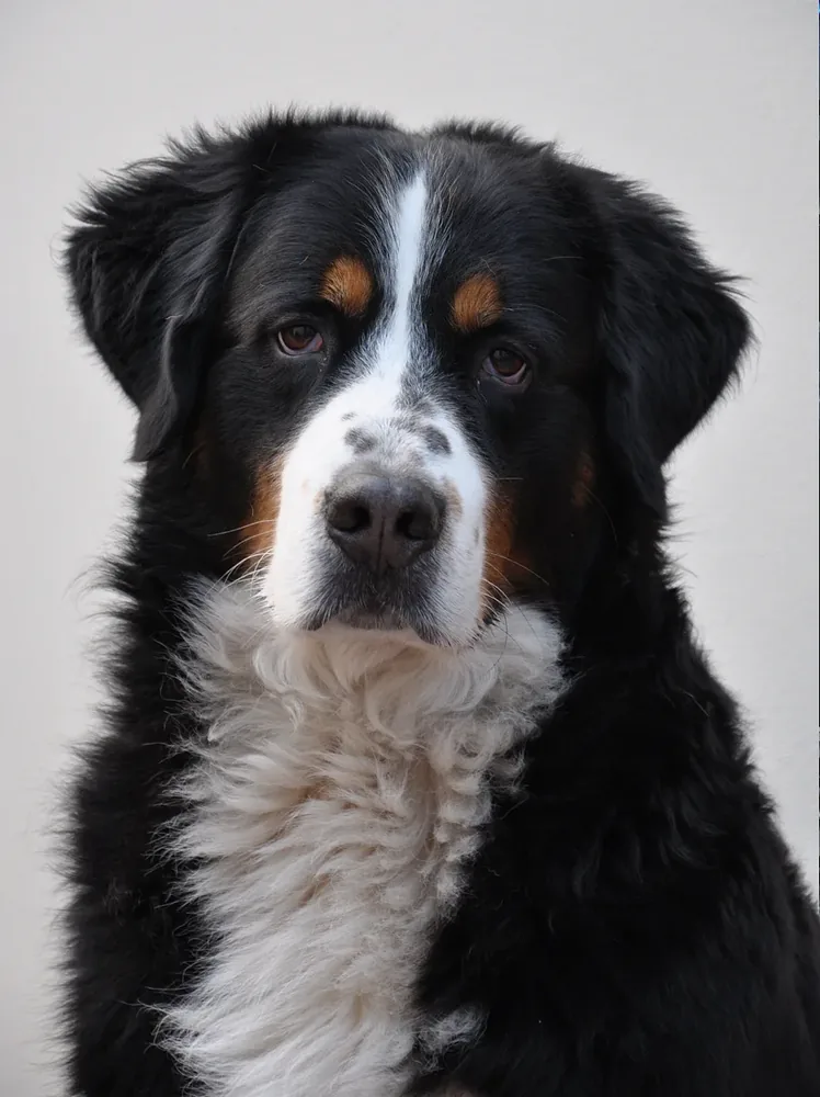 Bernese Mountain Dog — canine cost calculator breed profile