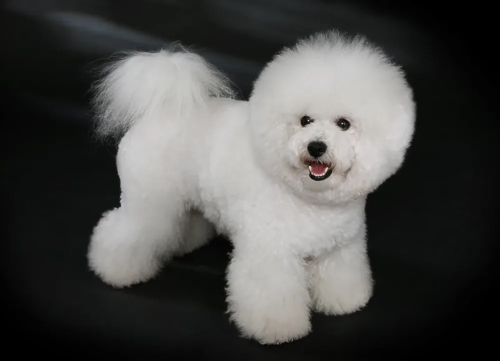 Bichon Frise — canine cost calculator breed profile
