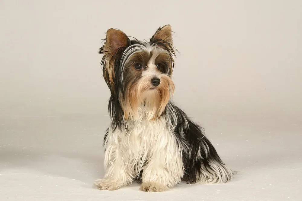 Biewer Terrier — canine cost calculator breed profile