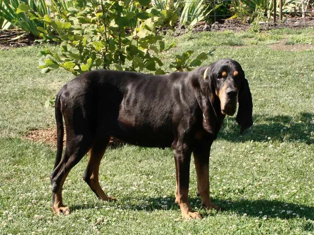 Black and Tan Coonhound — canine cost calculator breed profile