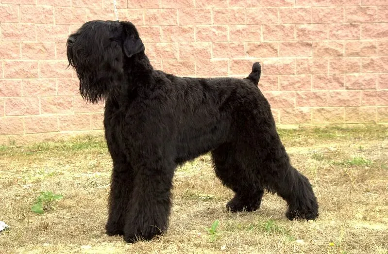 Black Russian Terrier — canine cost calculator breed profile