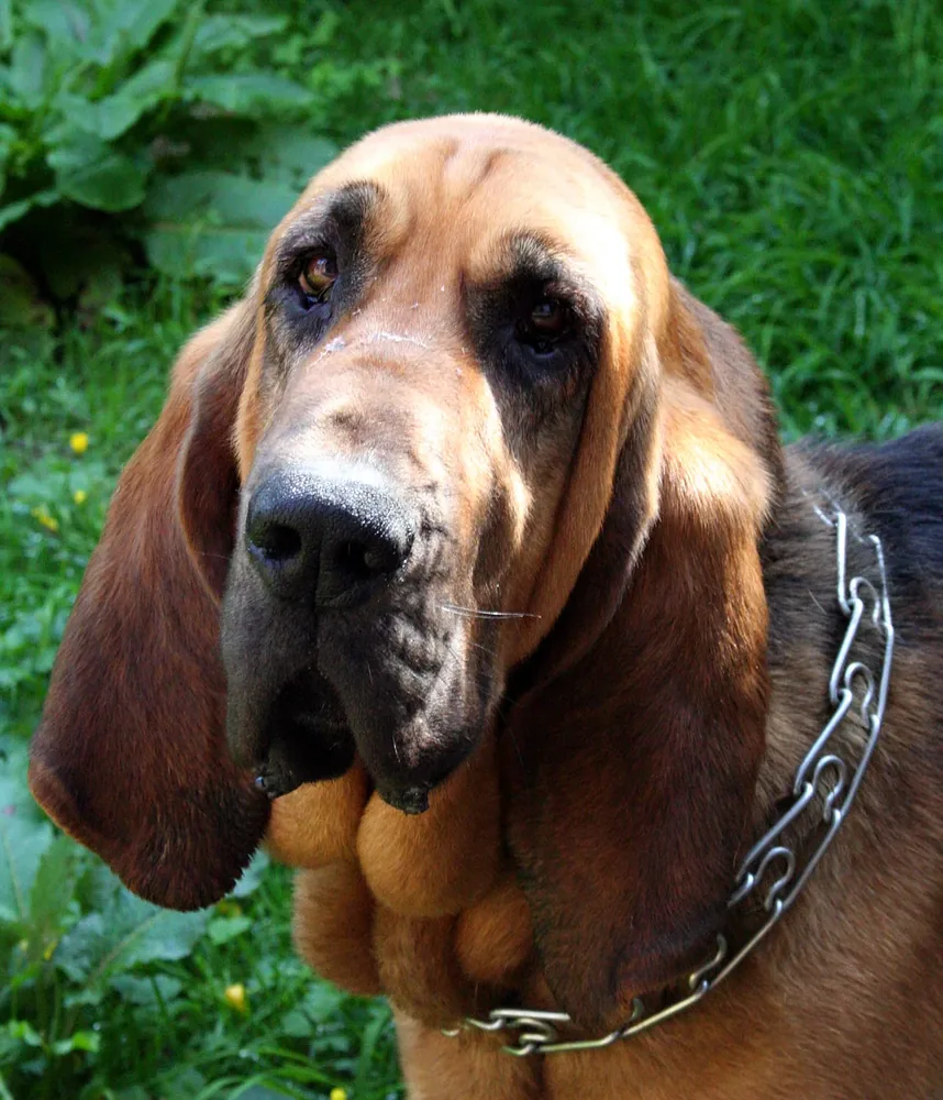 Bloodhound — canine cost calculator breed profile