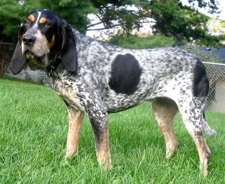 Bluetick Coonhound — canine cost calculator breed profile