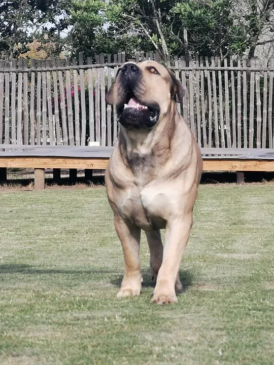 Boerboel — canine cost calculator breed profile