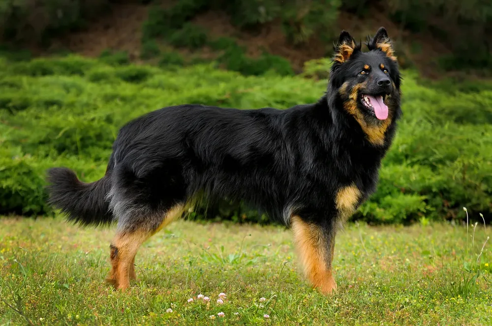 Bohemian Shepherd — canine cost calculator breed profile