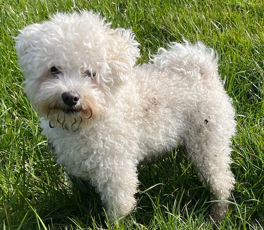 Bolognese — canine cost calculator breed profile