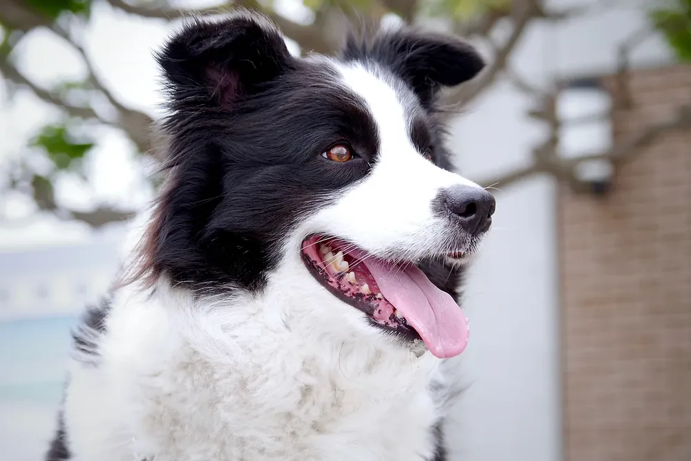 Border Collie — canine cost calculator breed profile