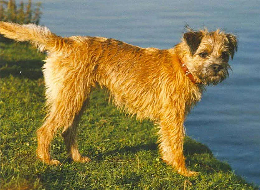Border Terrier — canine cost calculator breed profile